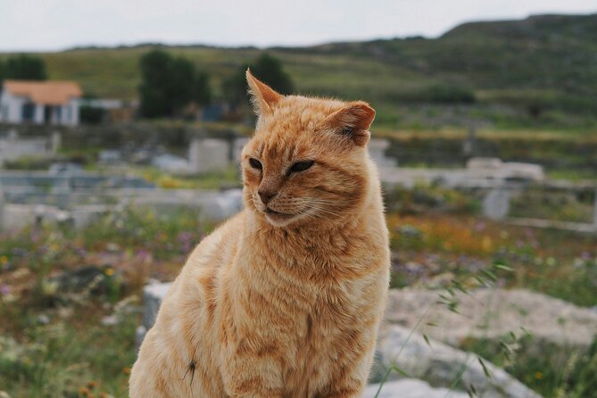4Hours Mykonos Adventure Walk in Town & Minivan Countryside Tour - The minivan and walking rhythm: semi private, 4 hours, and staying together