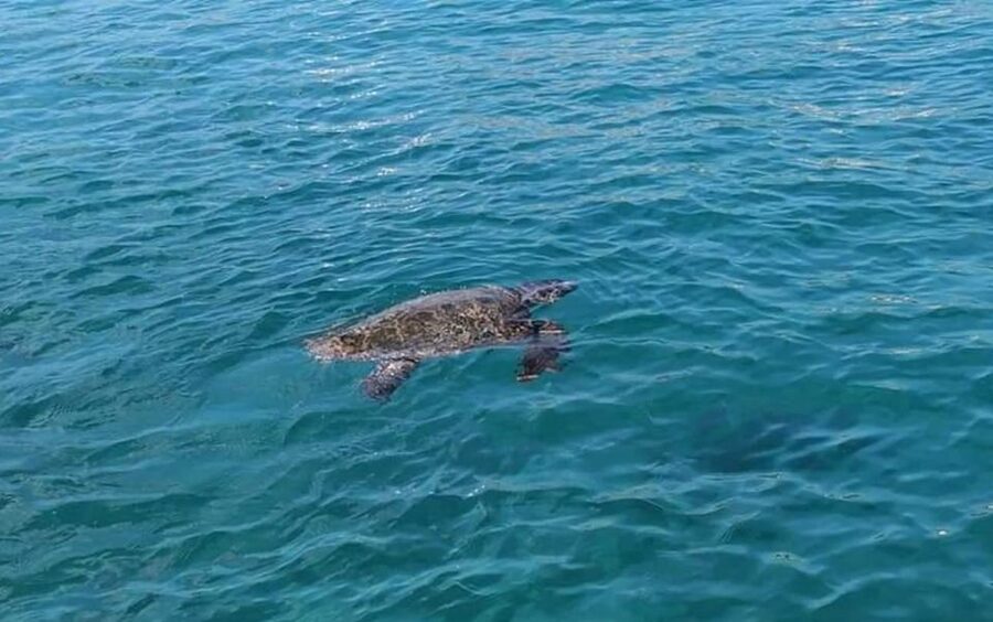 Agios Sostis: Marathonissi, Keri Caves, and Turtle Spotting - Practical Tips: What to Bring for Caves, Sun, and Turtle Island