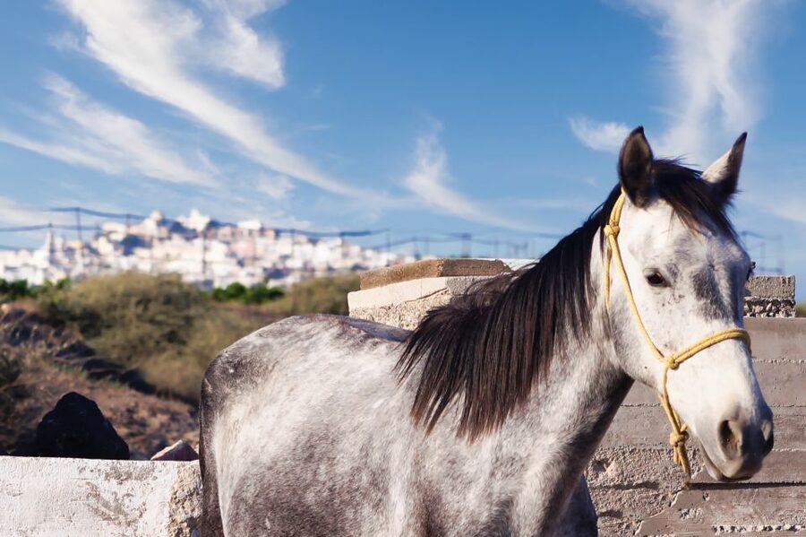 Akrotiri: Guided Horseback Riding Day Trip to a Beach - Key things to know before you book