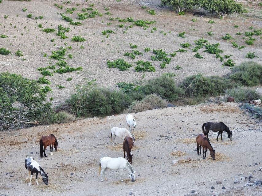 Akrotiri: Guided Horseback Riding Day Trip to a Beach - Getting there: transfers, meeting point reality, and the dirt-road factor