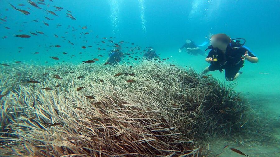 Athens East Coast: Discover Scuba Diving in Nea Makri - Photos, Video, and the Value of Leaving With Proof
