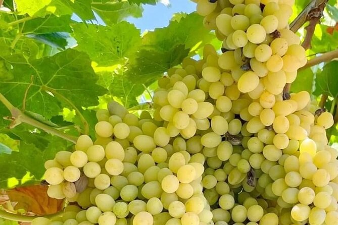 Best Rhodes Tour with Wine Tasting Experience from Cruise Port - Rhodes wine tasting: short, focused, and tied to Greek myths