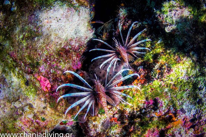 Boat Trip in Crete with Guided Snorkeling and Free Pick up! - Crew and Guidance: The Part That Makes or Breaks a Small Boat Day