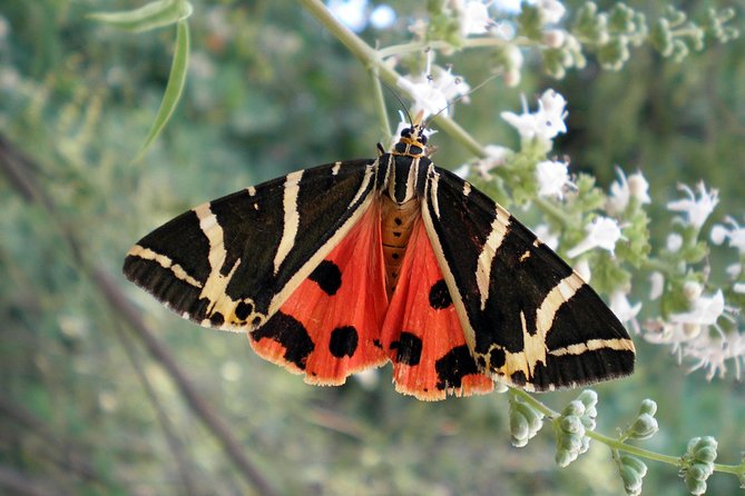Butterfly Valley & Wine, Olive Oil, Honey Tasting Tour (Small Group) - A half-day tour that tastes like Rhodes