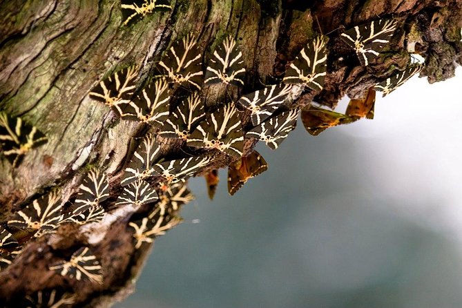 Butterfly Valley & Wine, Olive Oil, Honey Tasting Tour (Small Group) - Meeting point and pickup: plan for extra charges