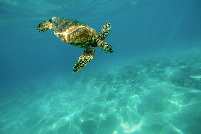 Caretta-Caretta Turtle Trip - Key points before you go