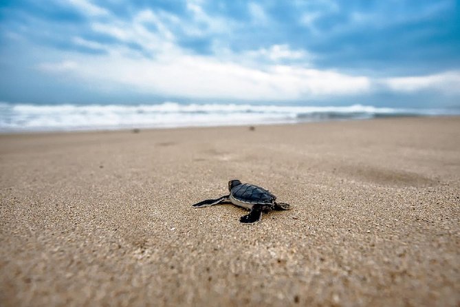 Caretta-Caretta Turtle Trip - Why this 3-hour turtle cruise fits real-life Zakynthos plans