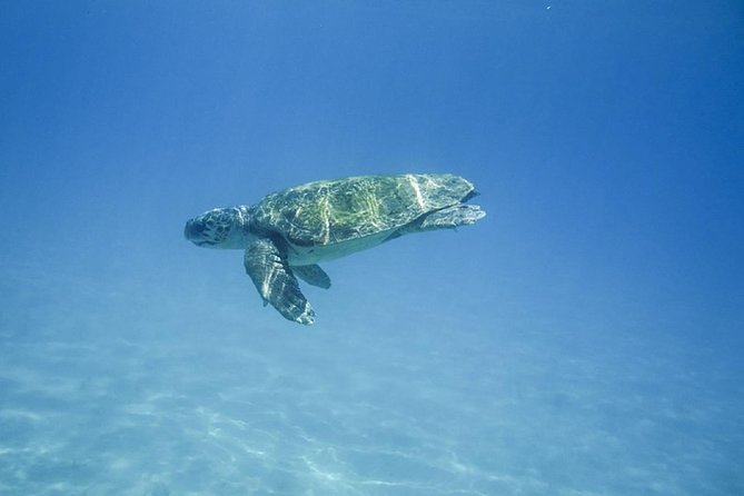 Caretta-Caretta Turtle Trip - Stop 3: Marathonisi, Pontikonisia, and the turtle-nest reality check