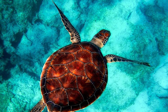 Caretta-Caretta Turtle Trip - Turtle spotting without disappointment: what the cruise can and cannot control