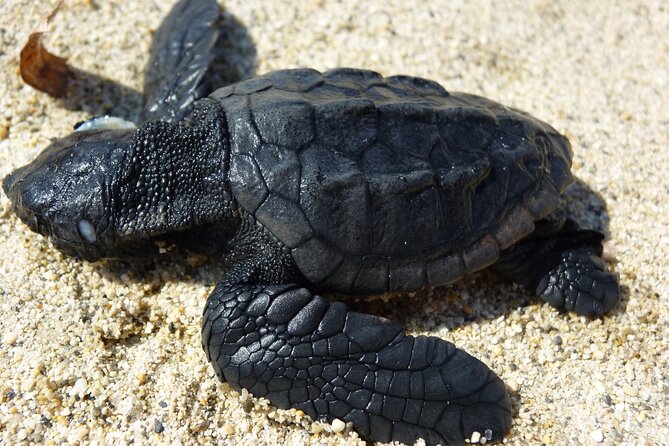 Caretta - Caretta Turtle Trip (Boat Trip) - National Marine Park: glass-bottom turtle time on Zakynthos