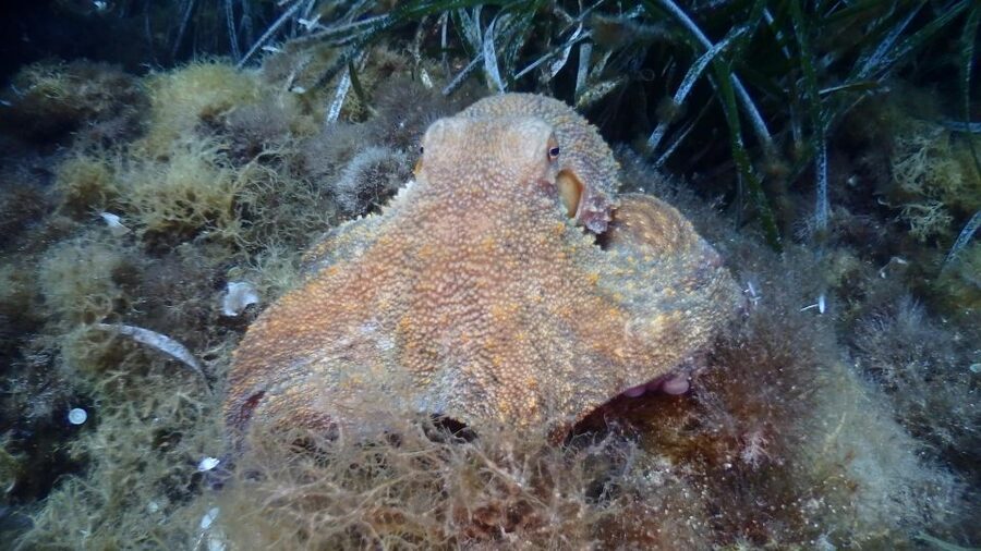 Chalkidiki: Scuba Diving for Beginners in Kassandra - Key reasons this beginner scuba try-out works in Kassandra