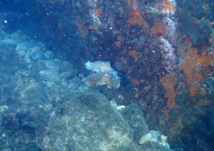 Chalkidiki: Scuba Diving for Beginners in Kassandra - Kassandra’s clear, calm-water setup for first-time scuba