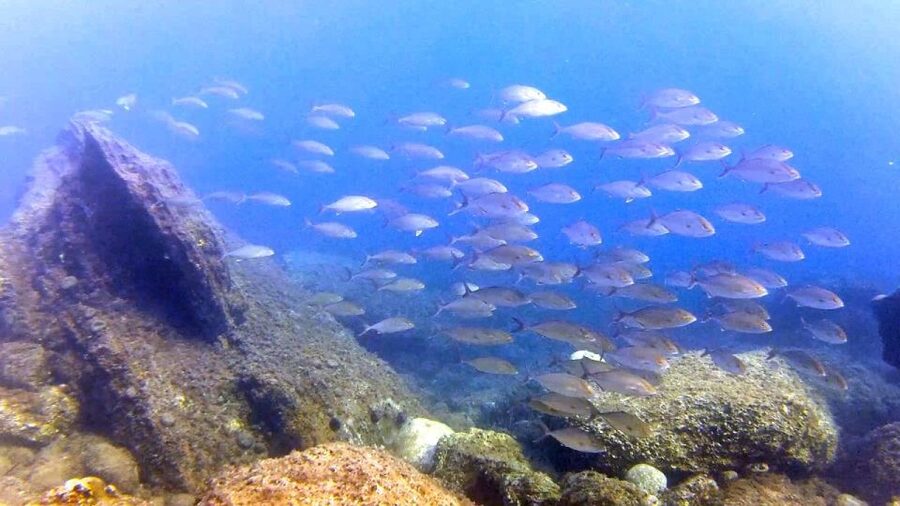 Chalkidiki: Scuba Diving for Beginners in Kassandra - Learning the equipment basics in the shallows
