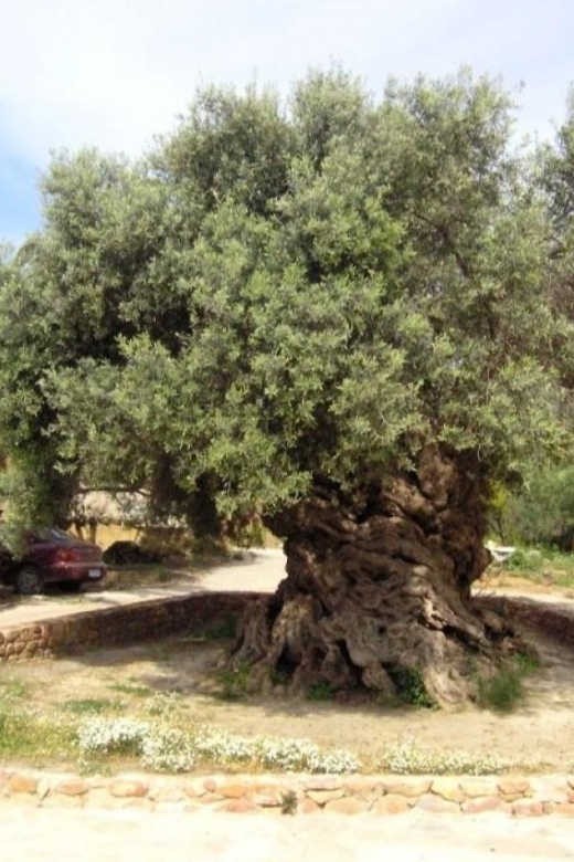 Chania Area: Food Tasting Tour with Winery Visit & Swim Stop - Perivolakia Bakery, Honey, and Cheese Process (With Tastings)