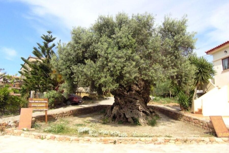 Chania Area: Food Tasting Tour with Winery Visit & Swim Stop - The Traditional Platter: Olive Oil, Tomatoes, Olives, Cheese, Honey
