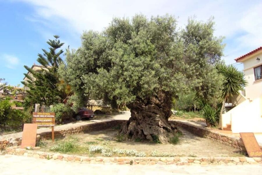 Chania Area: Food Tasting Tour with Winery Visit & Swim Stop - Morning Pickup and the Rhythm of the Day