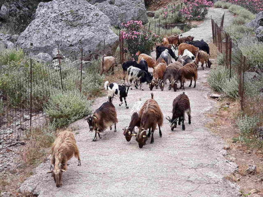 Chania: Balos and Falassarna Tour with Loungers and Lunch - Guides, group size, and the vibe on a small-group day