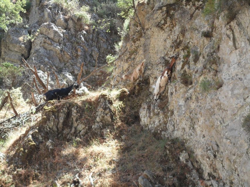 Chania: Imbros Gorge and Libyan Sea Day Tour - Chania pickup and a realistic sense of timing