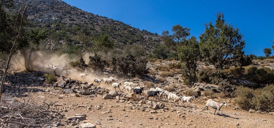 Chania: White Mountains Safari Tour with Lunch and Tastings - Returning Toward Chania: Aegean Views and the Fast Change of Terrain