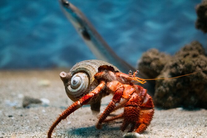 Corfu Aquarium Ticket with Tour Included - Corfu Aquarium in Palaiokastritsa: what you’ll experience