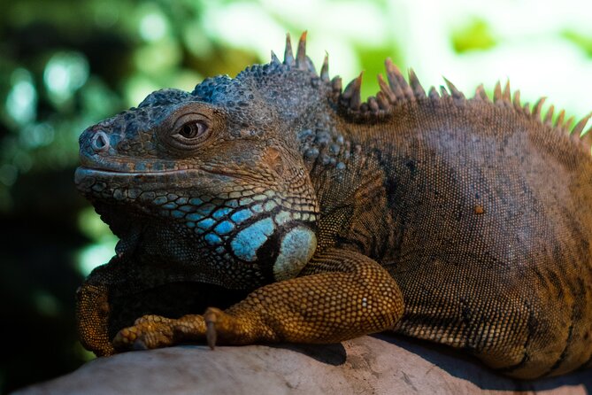 Corfu Aquarium Ticket with Tour Included - Booking timing, ticket pickup, and where to go