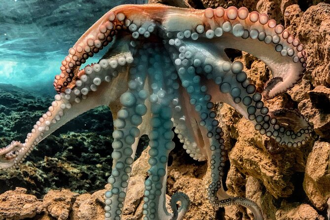 Corfu Aquarium Ticket with Tour Included - Your guide: why the English portion matters