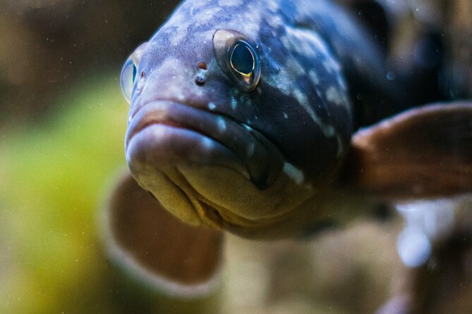 Corfu Aquarium Ticket with Tour Included - Who this tour is best for