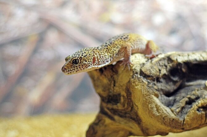 Corfu Aquarium Ticket with Tour Included - Logistics on the ground: what to expect when you arrive