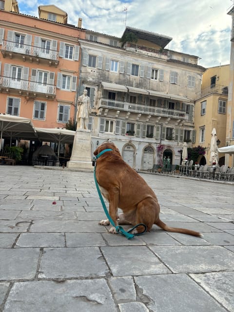 Corfu: Dog Sightseeing Tour - Where you meet, how you start, and the pacing that keeps it easy