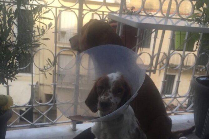 Corfu Old Town Guide Tour with Dog or City with 4 paws - Price and time: what $33.79 buys you