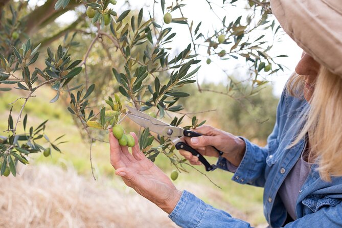Cretan Wines & Olive oil tour - The treasures of Crete - Price and Logistics: What You’re Really Paying For
