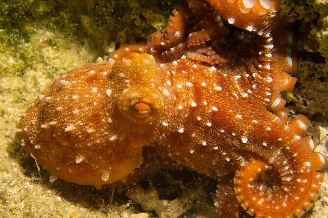 Crete-Chania: Snorkeling & Scuba Dive for Beginners by Boat - Boat Time, Gear Fit, and Underwater Photos That Actually Help