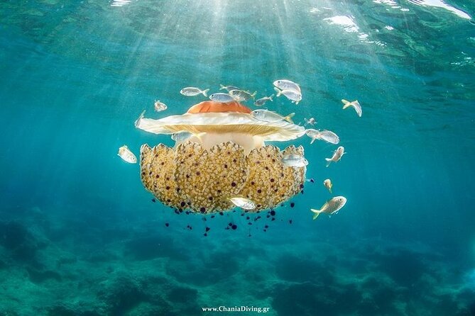 Crete-Chania: Snorkeling & Scuba Dive for Beginners by Boat - Who This Works For: Families, First-Timers, and Mixed Groups