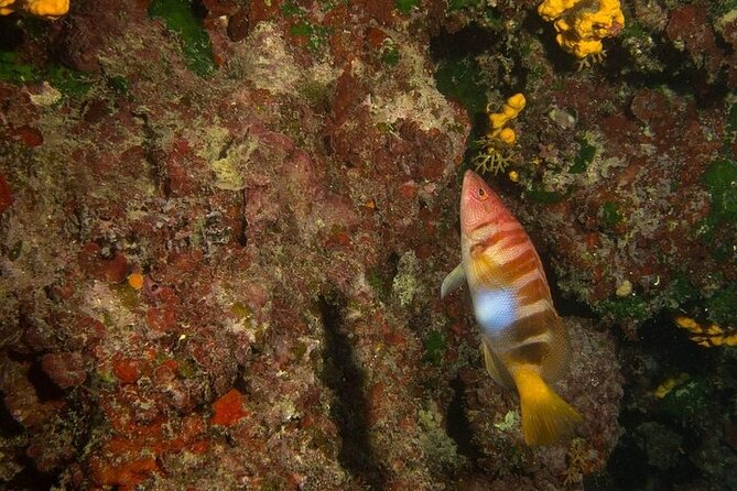 Crete-Chania: Snorkeling & Scuba Dive for Beginners by Boat - FAQ