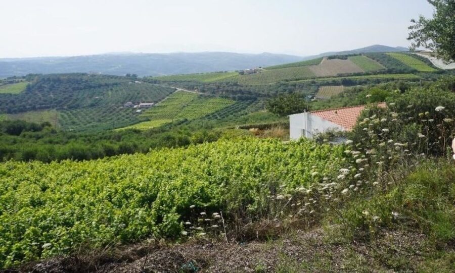 Crete: Full-Day Cretan Wines, Olive Oil, Raki and Food Tour - What to buy, what to skip, and how not to overdo it