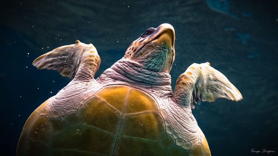 Crete: Heraklion Center, Local Market and Creta Aquarium - Cretaquarium timing: sharks, tuna, sea turtles, and jellyfish