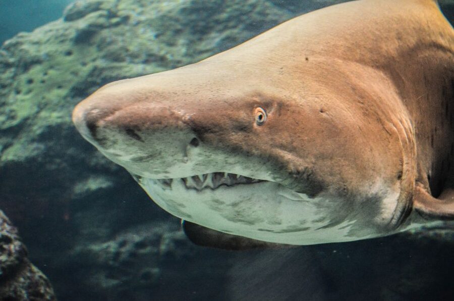 Crete: Heraklion Center, Local Market and Creta Aquarium - Price and value: what your $23 covers, and what it does not