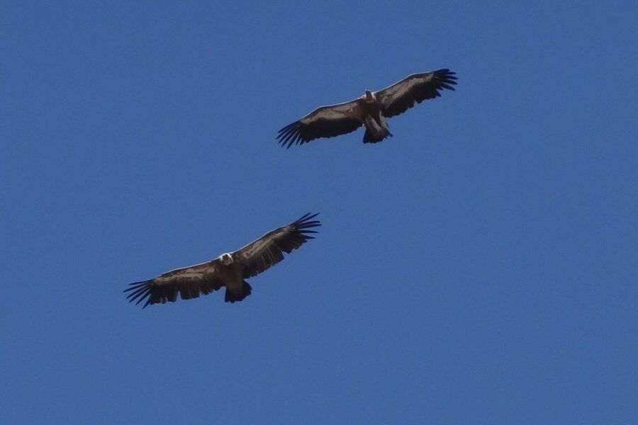 Crete: Land Rover Safari on Minoan Route - Lunch on the Plateaux: Taverna Food, Unlimited Wine, Vegetarian Option