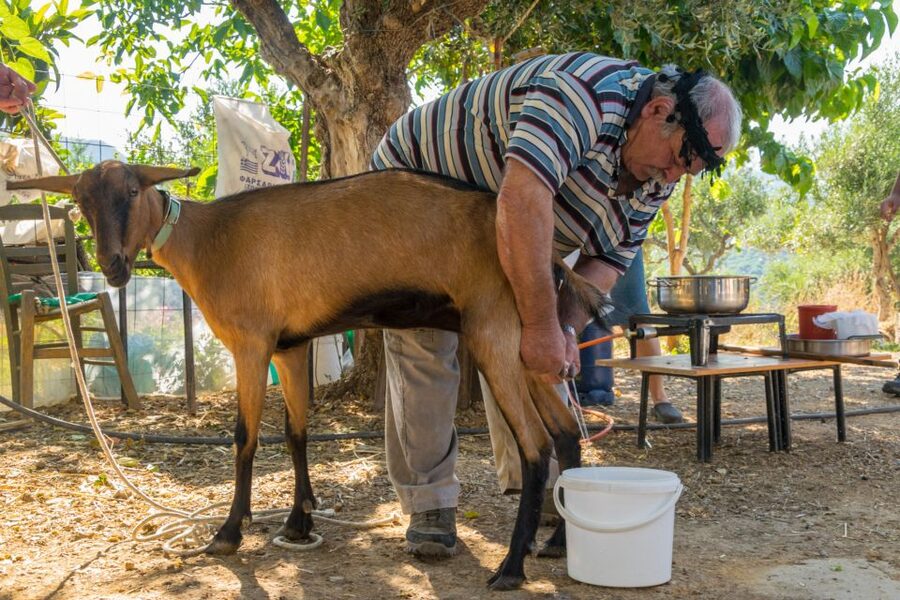 Crete: Lasithi Plateau and Cave of Zeus Off-Road Safari Tour - Off-road safari logic: why this feels better than a basic day trip
