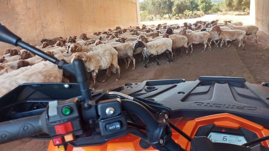 Crete: Off-Road Quad Safari with Lunch/Dinner - Price and value: does $82 match the day you get?