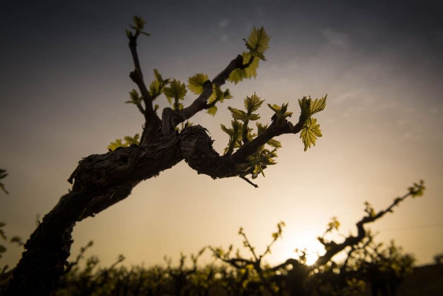 Crete: Olive, Wine, & Raki on a Flavorful Culinary Journey - Key Highlights You’ll Actually Notice