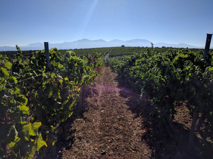 Crete: Olive, Wine, & Raki on a Flavorful Culinary Journey - How the SUV Transport Changes the Feel of the Tour