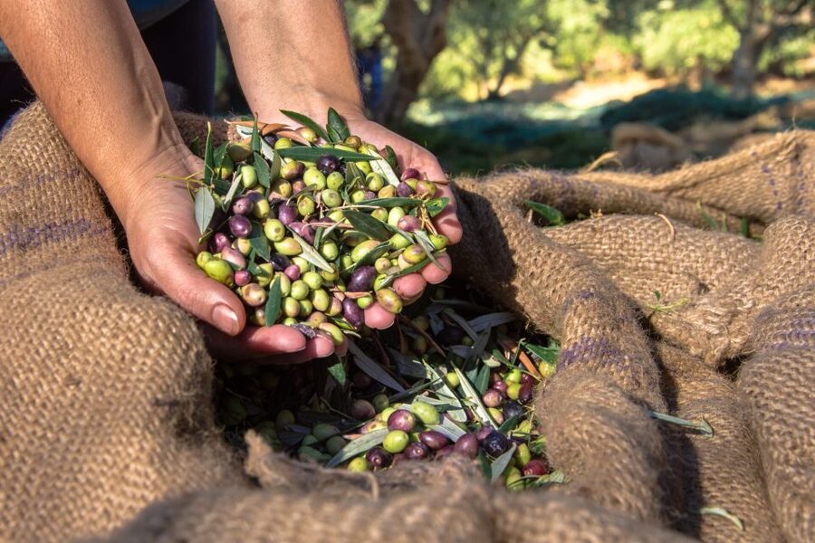 Crete: Olive, Wine, & Raki on a Flavorful Culinary Journey - Who This Tour Suits Best (And Who Might Skip It)