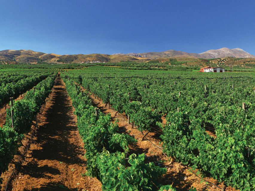 Crete Private Tour: The Secrets of Wine, Olives & Honey - Price that makes sense: what $604 covers for a group up to 6