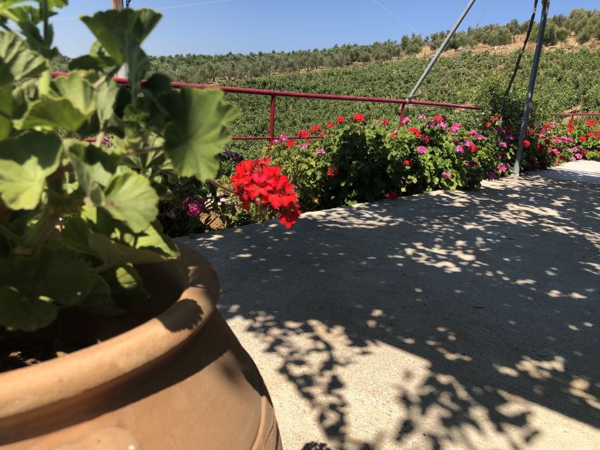 Crete Private Tour: The Secrets of Wine, Olives & Honey - Klados Winery: Cretan grape varieties and a proper tasting
