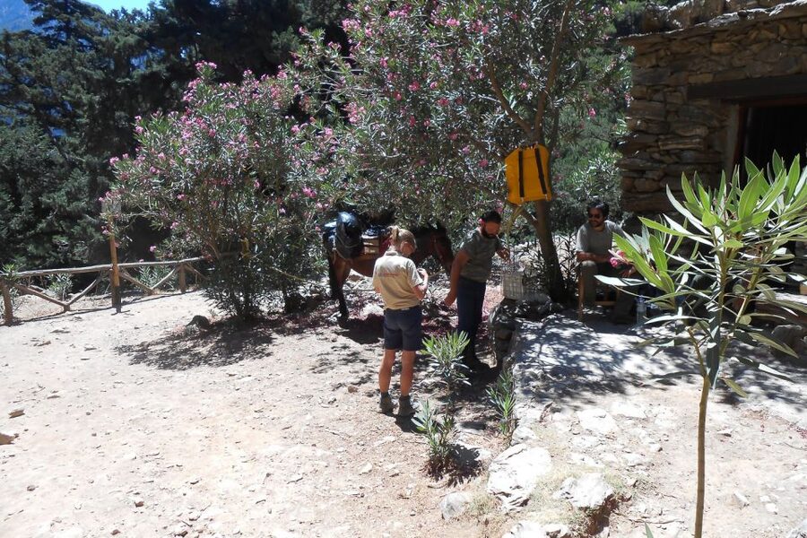 Crete: Samaria Gorge Hiking with transfer and expert Escort - From Hotel Pickup to the Omalos Start Line