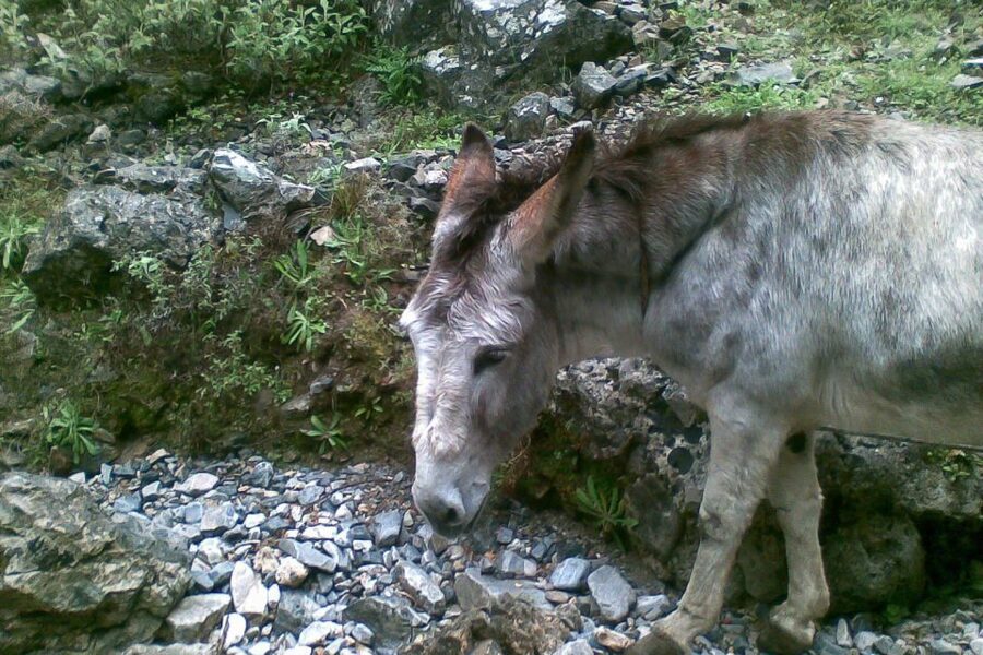 Crete: Samaria Gorge Hiking with transfer and expert Escort - Agia Roumeli: Taverns, Tough Work, and the Sea Reward