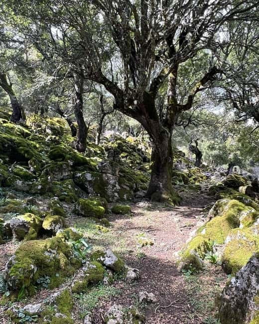 Crete: Sarakina Gorge, Forests, and South Coast Safari - Price and Value: What You’re Actually Paying For at $111