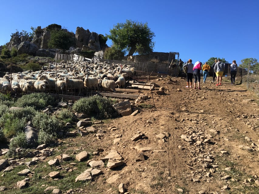 Crete: White Mountains Preserve Day Tour - The Mitato experience at 1350 meters: shepherd life and the cheese connection