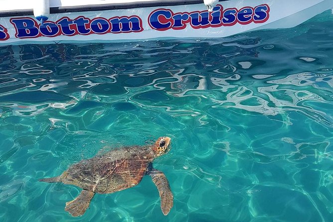 Cruise to turtle's island and caves with a glass bottom boat - Key Points Before You Go